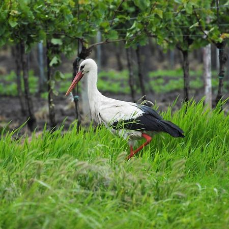 Pension & Weingut Storchenblick Illmitz Eksteriør bilde