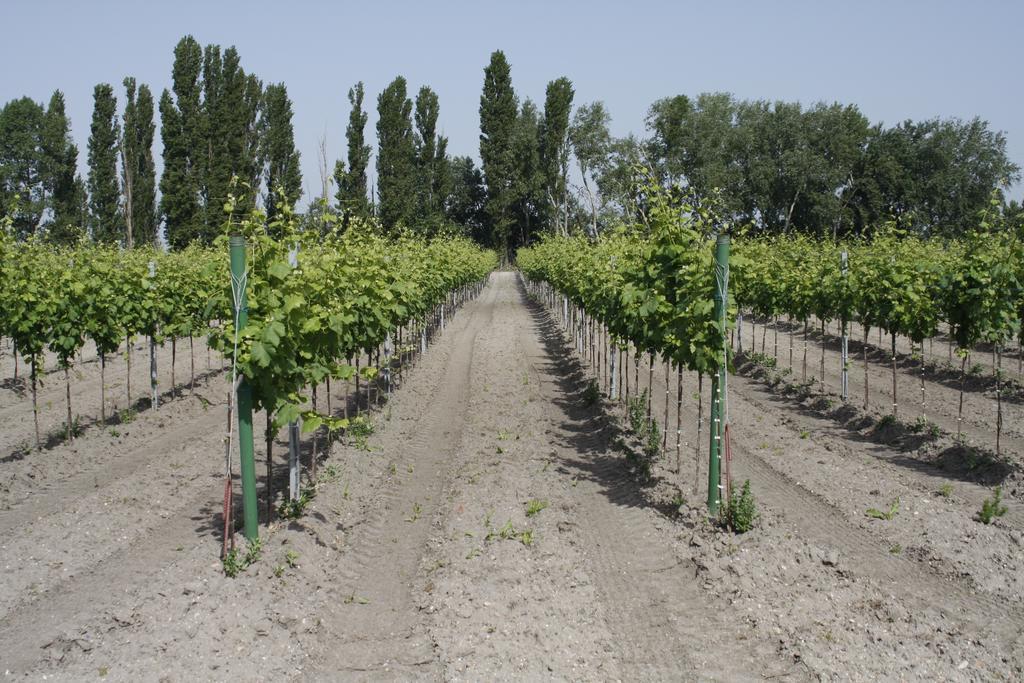 Pension & Weingut Storchenblick Illmitz Eksteriør bilde